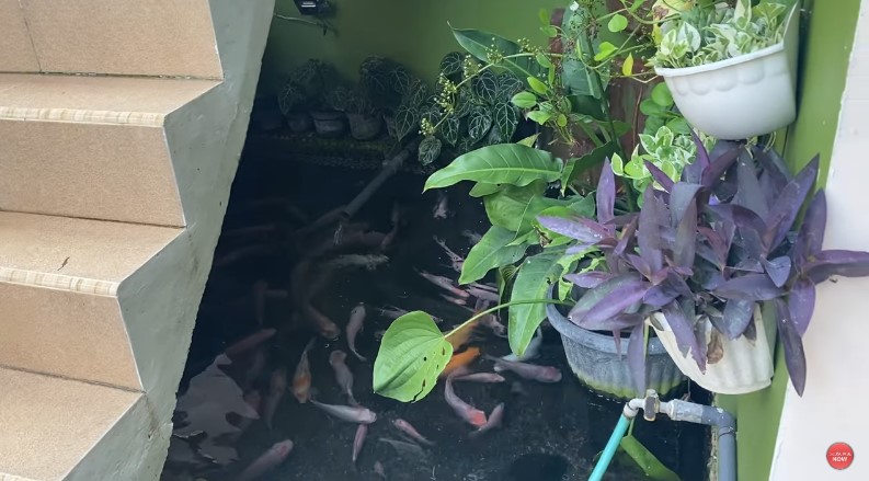 Tasya Rosmala rumah mepet sawah © berbagai sumber