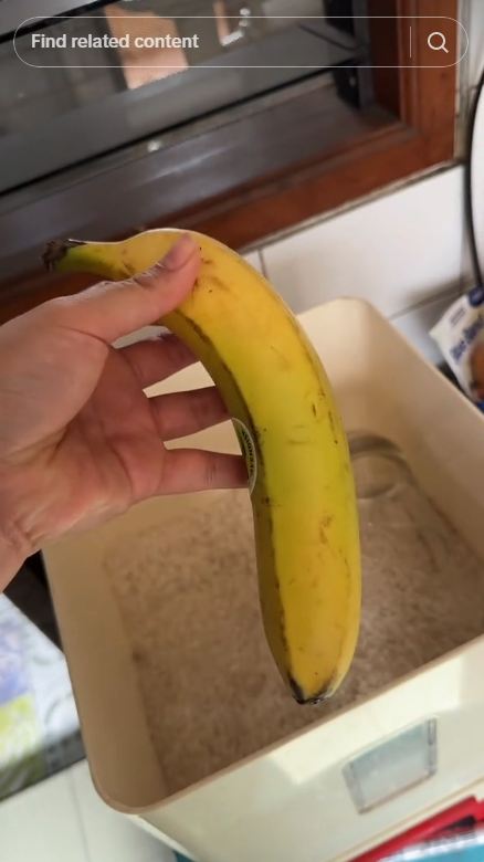 Trik cepat mematangkan buah pisang dalam sehari, tidak busuk meski tak dibungkus plastik