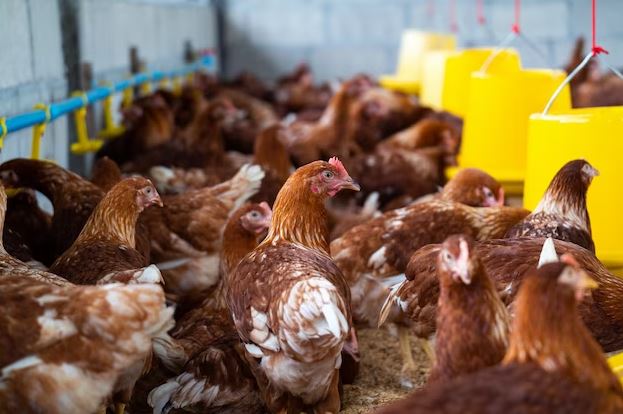 12 Arti mimpi ayam yang mendatangkan kabar baik menurut primbon Jawa, isyarat finansial yang stabil