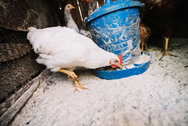 12 Arti mimpi ayam yang mendatangkan kabar baik menurut primbon Jawa, isyarat finansial yang stabil