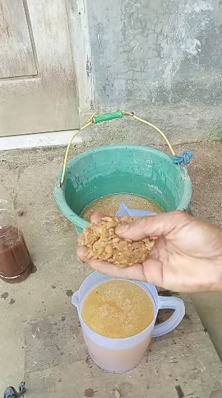 Bermodal 3 limbah dapur, ini trik cepat melebatkan bunga dan buah pada pohon jambu air