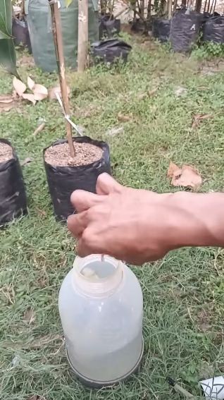 Bermodal 3 limbah dapur, ini trik cepat melebatkan bunga dan buah pada pohon jambu air