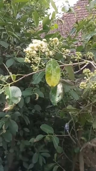 Bermodal 3 limbah dapur, ini trik cepat melebatkan bunga dan buah pada pohon jambu air