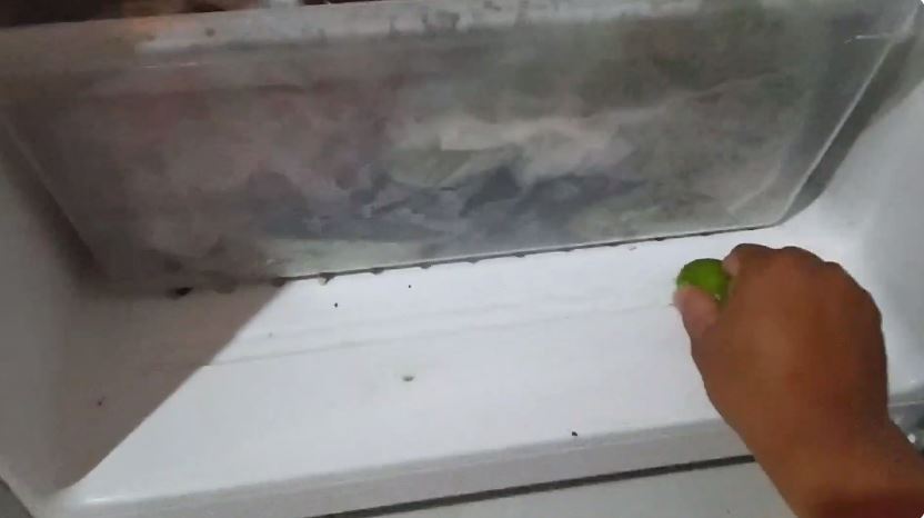 Tanpa ditaburi baking soda, ini cara ampuh hilangkan bau tak sedap di dalam kulkas pakai 2 bahan dapur