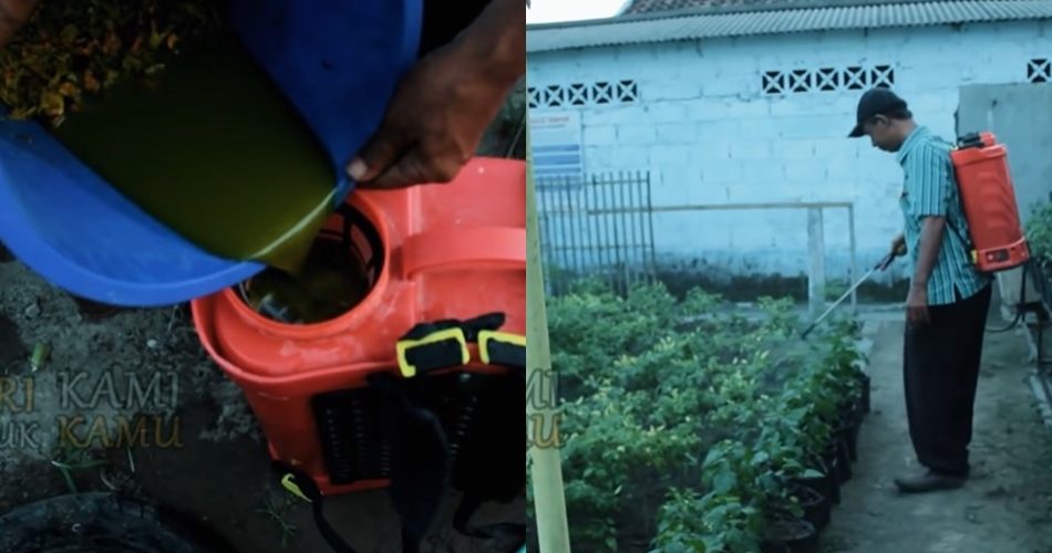Bukan dicampur bawang putih, ini cara membasmi hama jamur pada pohon cabai pakai 3 bahan dapur