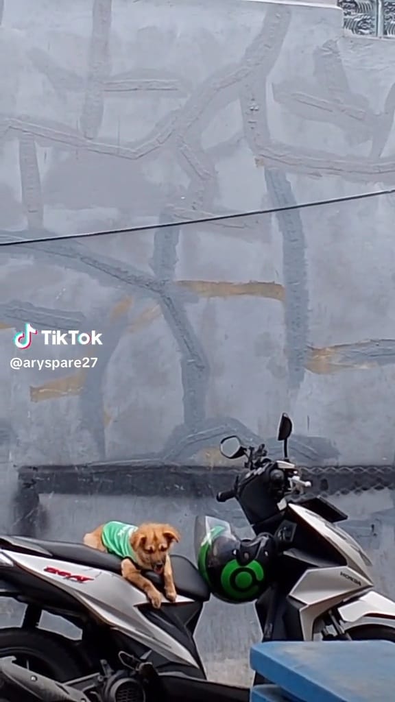 Driver ojol bawa teman Berbagai sumber