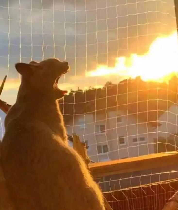 Potret dari samping kocak  Berbagai sumber