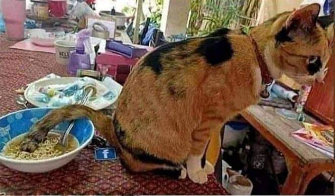 apes sebelum makan berbagai sumber apes sebelum makan berbagai sumber