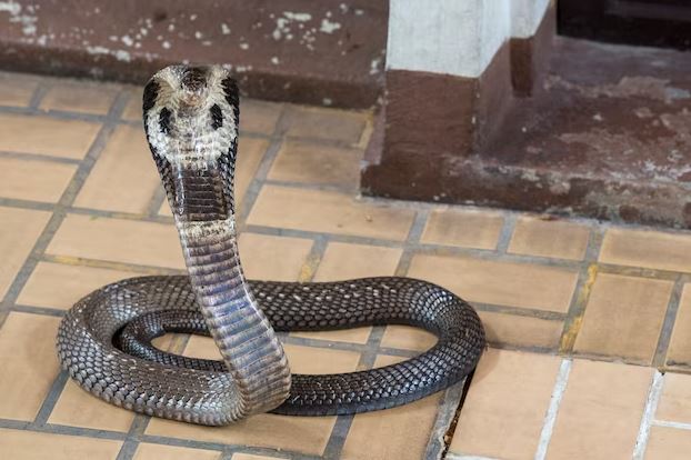 15 Arti mimpi banyak ular di rumah menurut Islam, pertanda akan datangnya banyak peringatan