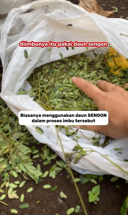 Tanpa pakai karbit, ini trik mematangkan buah pisang dalam 3 hari pakai 1 jenis daun