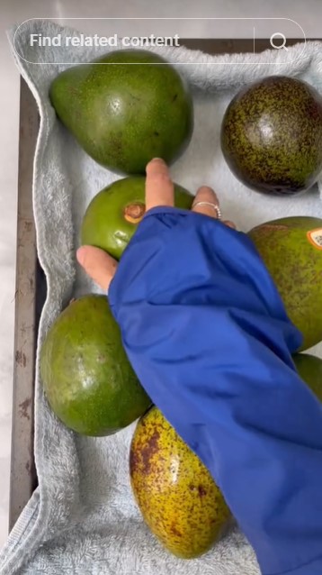 Bukan diperam beras atau dibungkus tisu, ini trik mematangkan alpukat dalam 3 hari pakai 2 alat