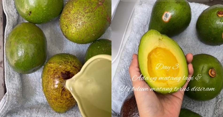 Bukan diperam beras atau dibungkus tisu, ini trik mematangkan alpukat dalam 3 hari pakai 2 alat