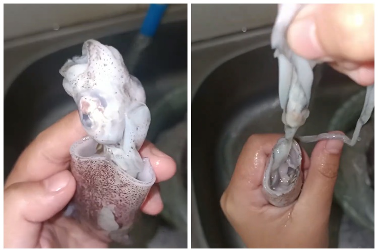 Tanpa direndam air jeruk nipis, ini trik bersihkan cumi agar tintanya tak pecah dan bebas bau amis