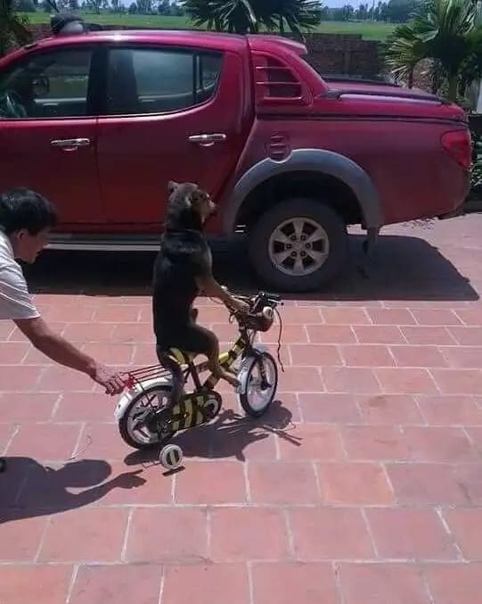 kemesraan hewan peliharaan berbagai sumber kemesraan hewan peliharaan berbagai sumber