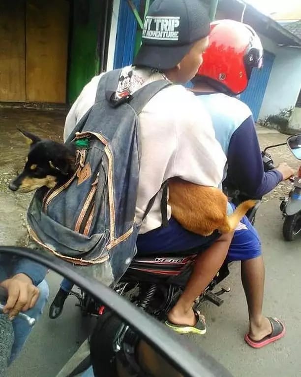 kemesraan hewan peliharaan berbagai sumber kemesraan hewan peliharaan berbagai sumber