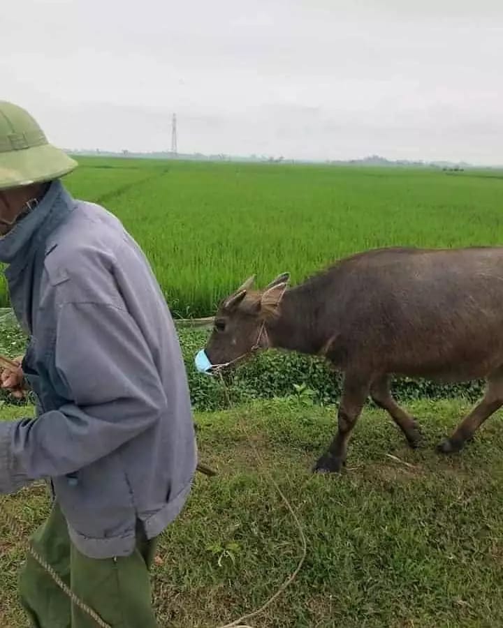 kemesraan hewan peliharaan berbagai sumber kemesraan hewan peliharaan berbagai sumber