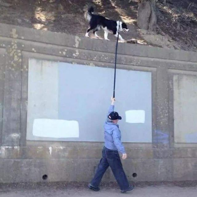 kemesraan hewan peliharaan berbagai sumber kemesraan hewan peliharaan berbagai sumber