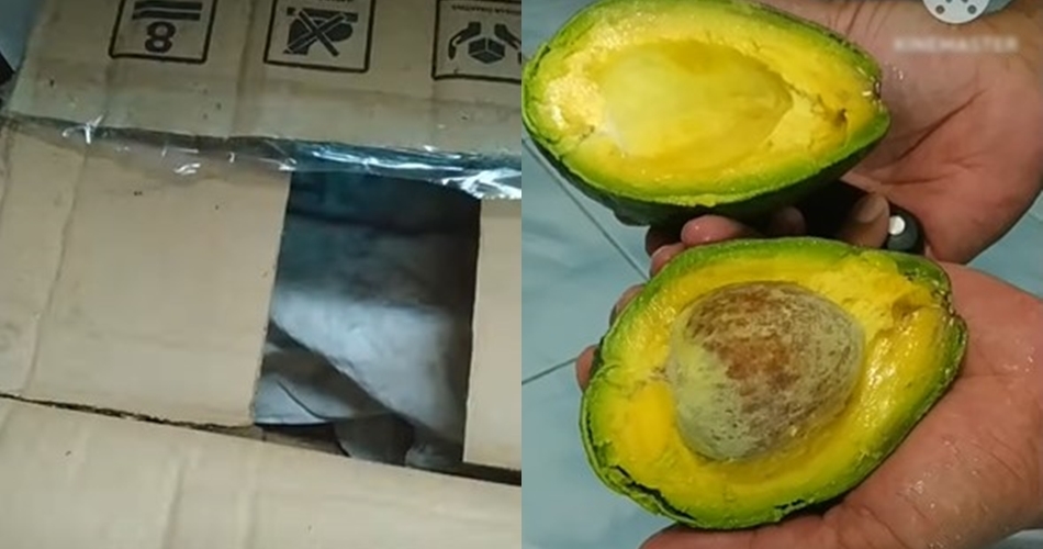 Empuk dalam 4 hari meski tak diperam beras, ini trik mematangkan alpukat pakai 1 alat sederhana