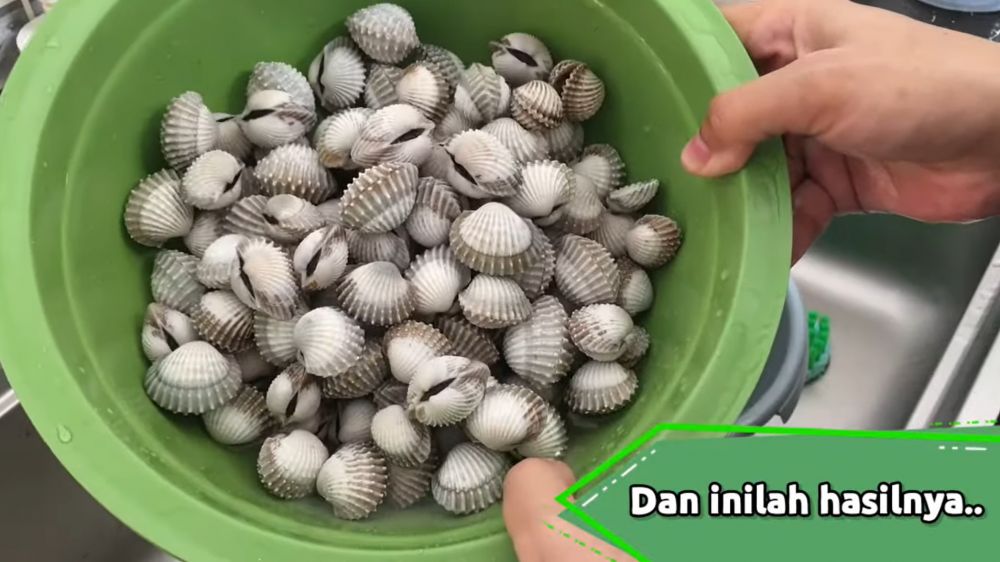 Tak perlu disikat satu per satu, ini cara praktis bersihkan kerang dara dari pasir pakai 2 bahan dapur