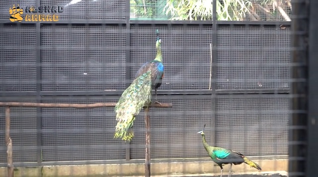 halaman rumah Alshad Ahmad © YouTube