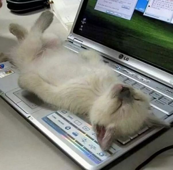 potret kocak gangguan tak terduga di depan komputer freepik.com