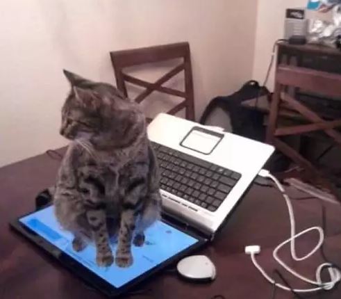 potret kocak gangguan tak terduga di depan komputer freepik.com