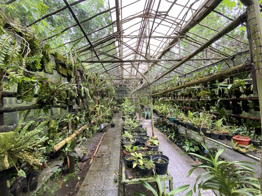 liputan anggrek merapi © 2024 brilio.net