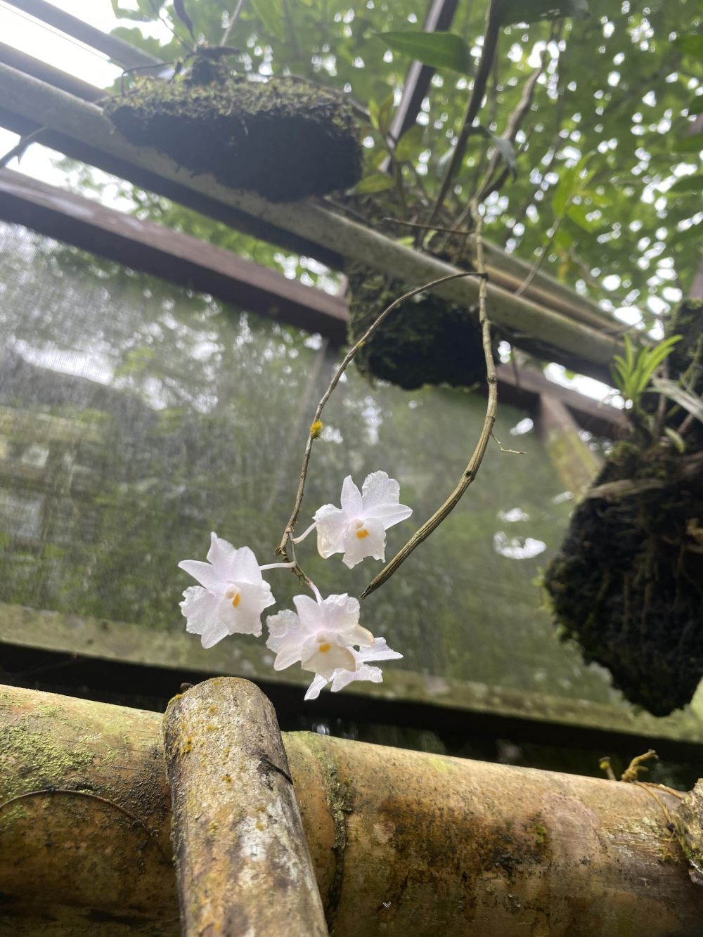 liputan anggrek merapi © 2024 brilio.net