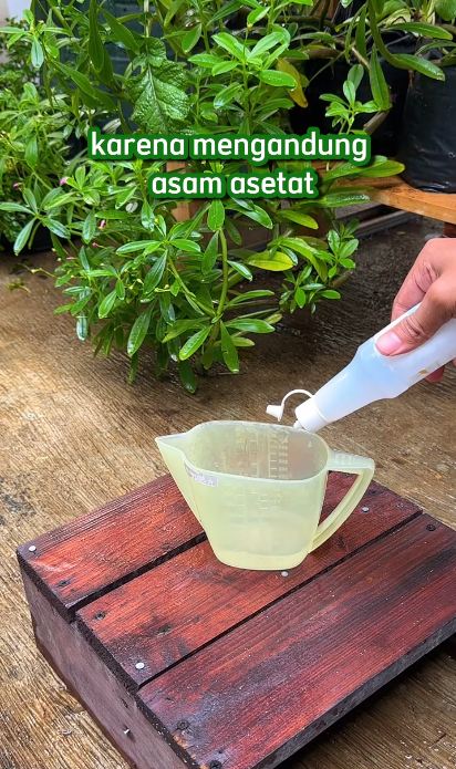 Bukan pakai kulit jeruk, ini trik ampuh mengusir sekaligus mencegah semut hanya dengan 1 bahan dapur