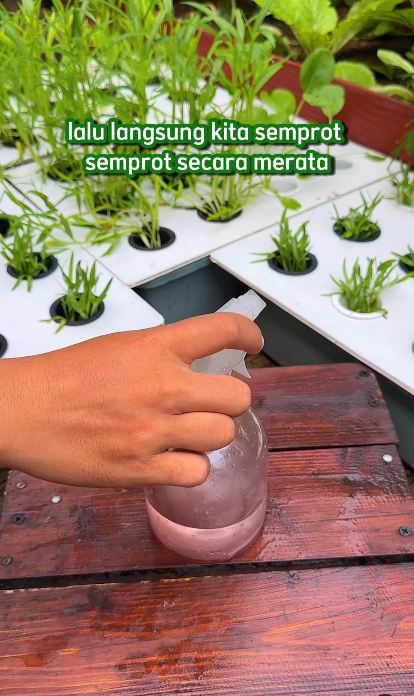 Bukan pakai kulit jeruk, ini trik ampuh mengusir sekaligus mencegah semut hanya dengan 1 bahan dapur
