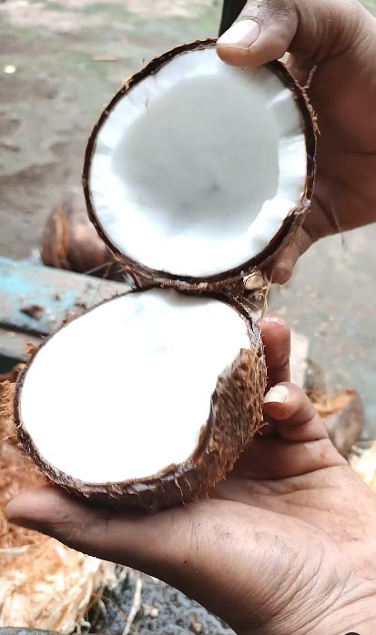 Tak perlu dikupas, trik bapak-bapak melepas daging kelapa dari batoknya ini super cepat dan praktis