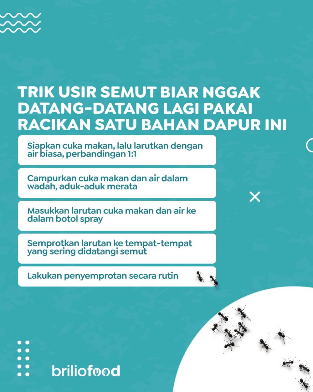 Bukan pakai kulit jeruk, ini trik ampuh mengusir sekaligus mencegah semut hanya dengan 1 bahan dapur