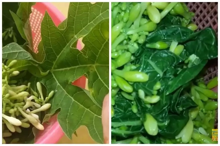 15 Cara menghilangkan rasa pahit daun pepaya, praktis pakai bahan sederhana