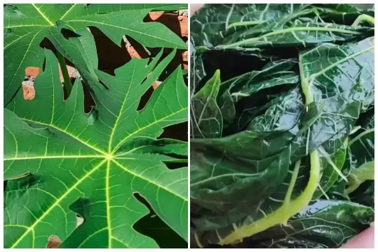 15 Cara menghilangkan rasa pahit daun pepaya, praktis pakai bahan sederhana