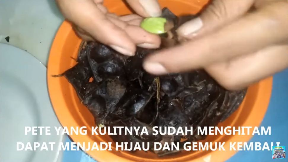 Tanpa direndam semalaman, ini trik segarkan petai layu yang kulitnya sudah hitam agar hijau lagi
