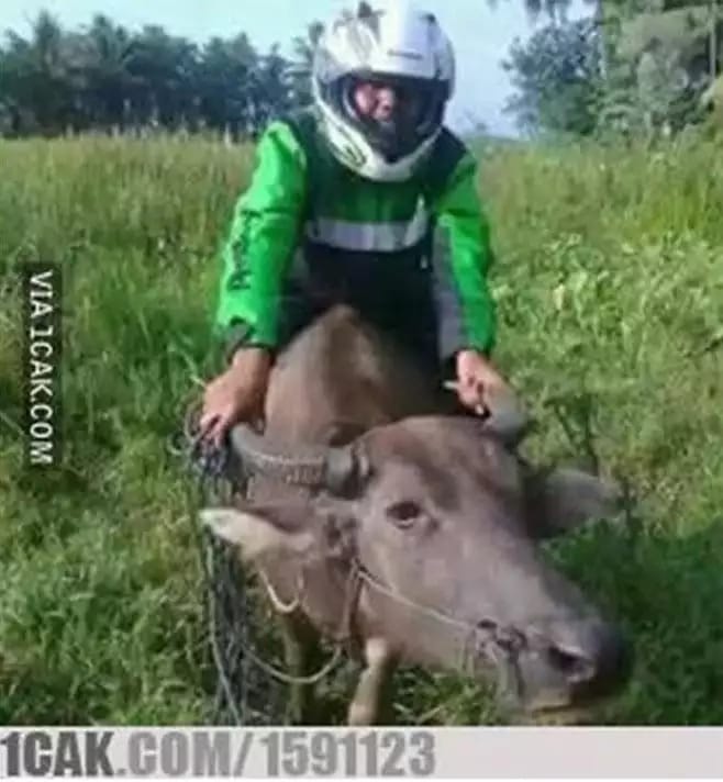 gaya petani nyeleneh berbagai sumber\