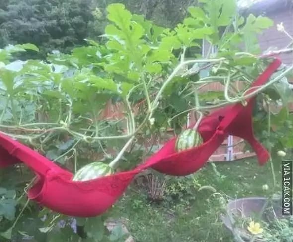 gaya petani nyeleneh berbagai sumber\ gaya petani nyeleneh berbagai sumber\