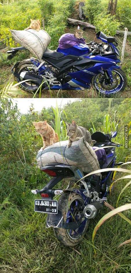 gaya petani nyeleneh berbagai sumber\ gaya petani nyeleneh berbagai sumber\