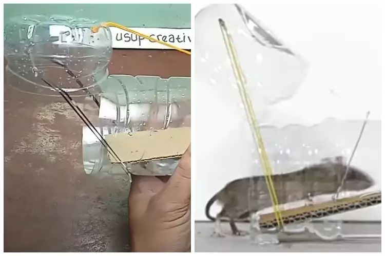 15 Cara mengusir tikus pakai bahan sederhana, mudah dan ampuh