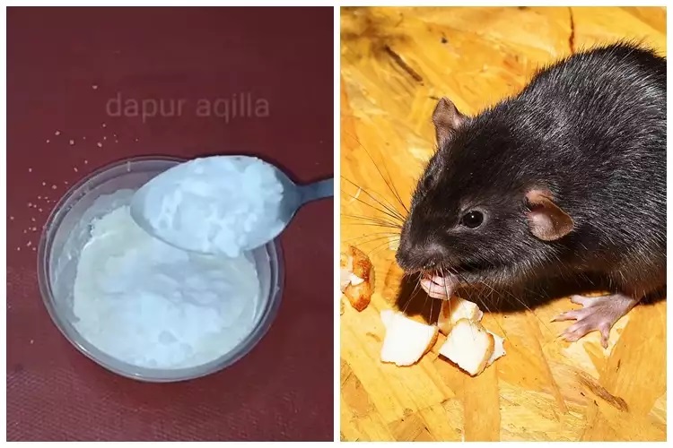 15 Cara mengusir tikus pakai bahan sederhana, mudah dan ampuh