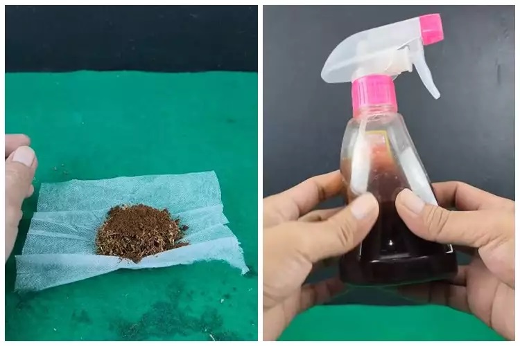 15 Cara mengusir tikus pakai bahan sederhana, mudah dan ampuh