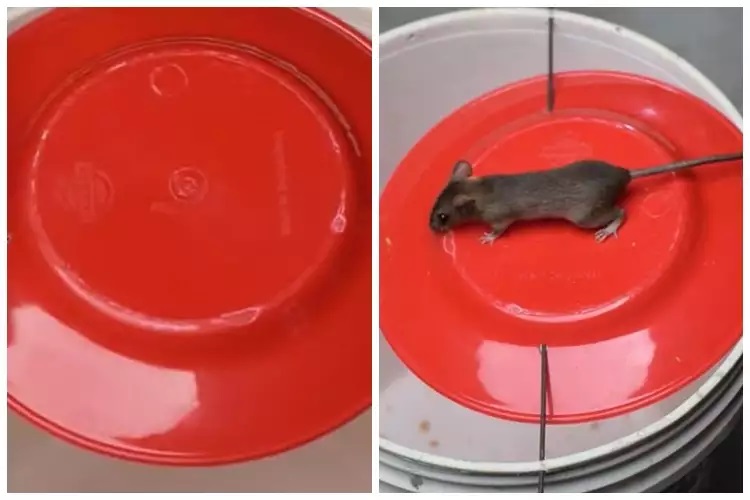 15 Cara mengusir tikus pakai bahan sederhana, mudah dan ampuh
