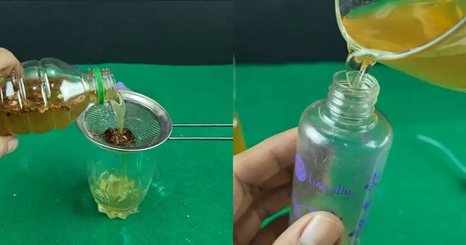 15 Cara mengusir tikus pakai bahan sederhana, mudah dan ampuh