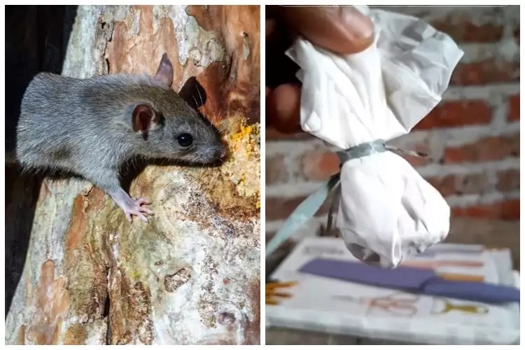 15 Cara mengusir tikus pakai bahan sederhana, mudah dan ampuh