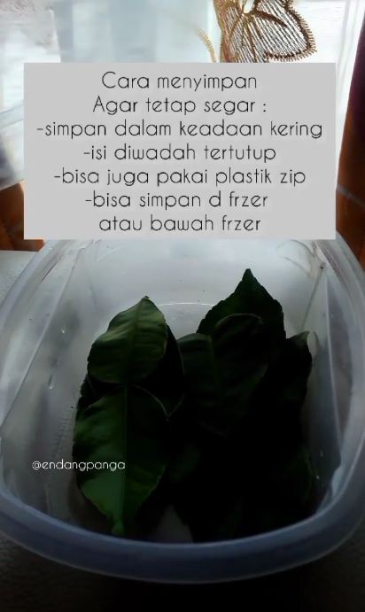 Bukan di freezer, ini trik simpan daun jeruk agar tetap hijau dan tak kering hingga 1 bulan