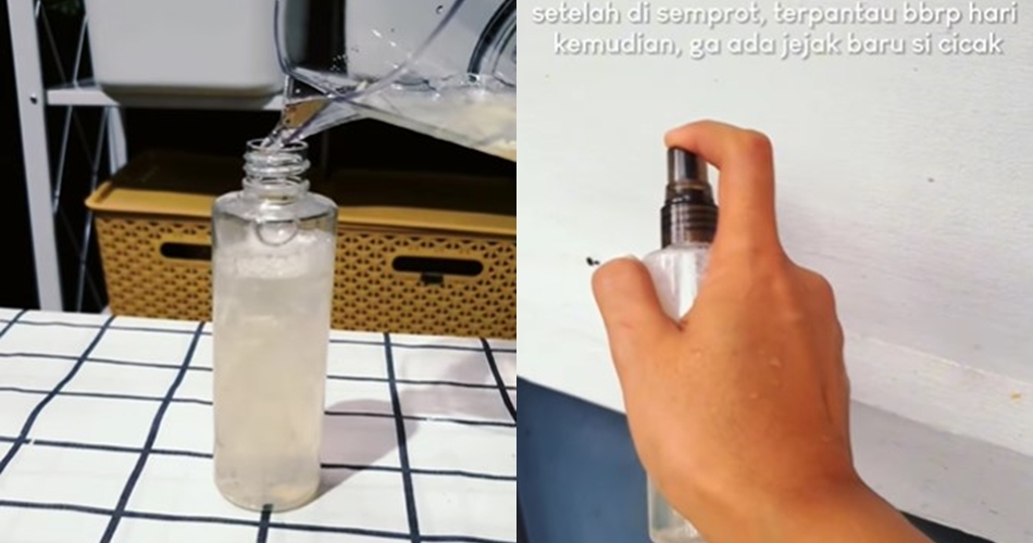 Tak perlu bikin perangkap, ini trik bikin semprotan pengusir cicak dari tambahan 2 bumbu dapur