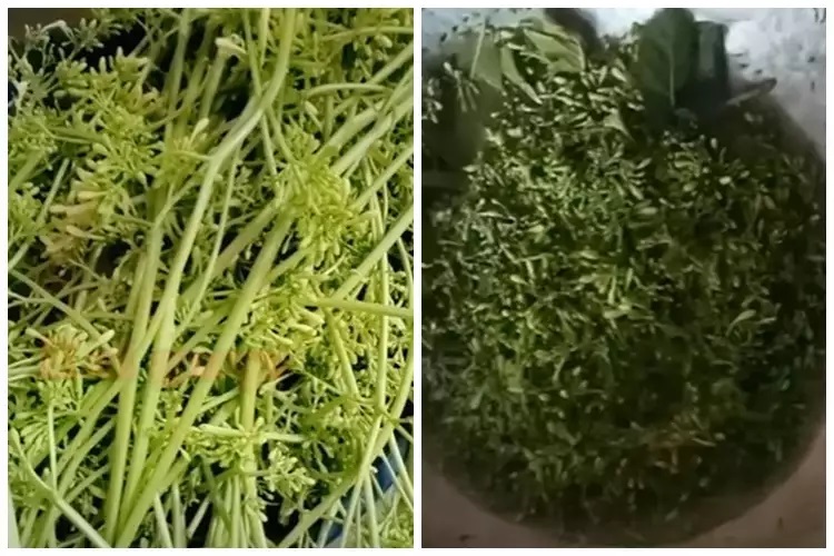 15 Cara mengurangi rasa pahit bunga pepaya, simpel pakai bahan sederhana