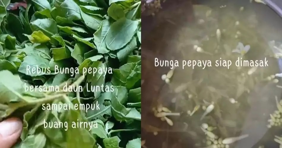 15 Cara mengurangi rasa pahit bunga pepaya, simpel pakai bahan sederhana