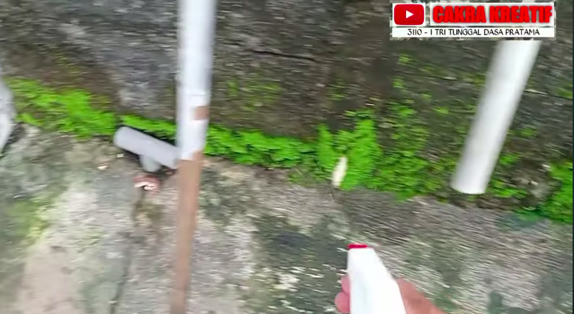 Tak perlu taruh racun, ini cara buat ramuan pengusir tikus cuma tambah 1 bahan dapur