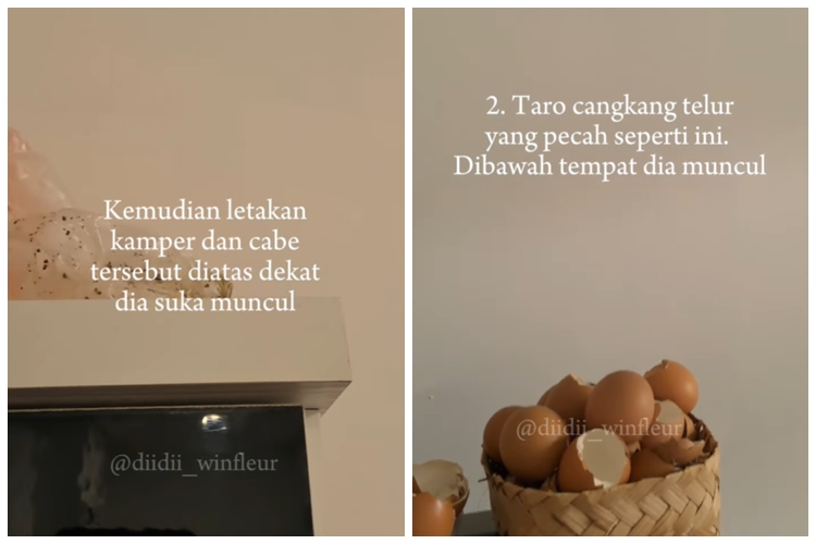 Andalkan 2 bahan dapur, emak-emak ini punya trik mengusir tokek dari rumah secara ampuh dan alami